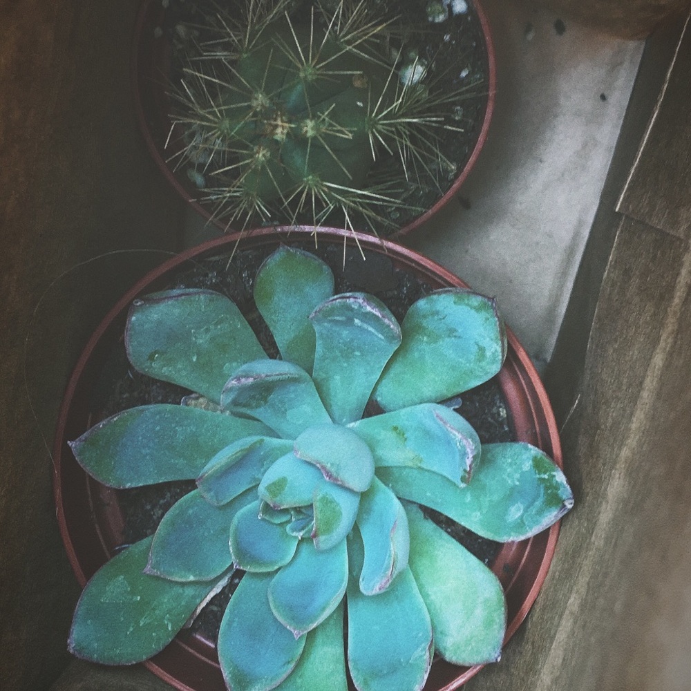 Meet your Posher, Abigail